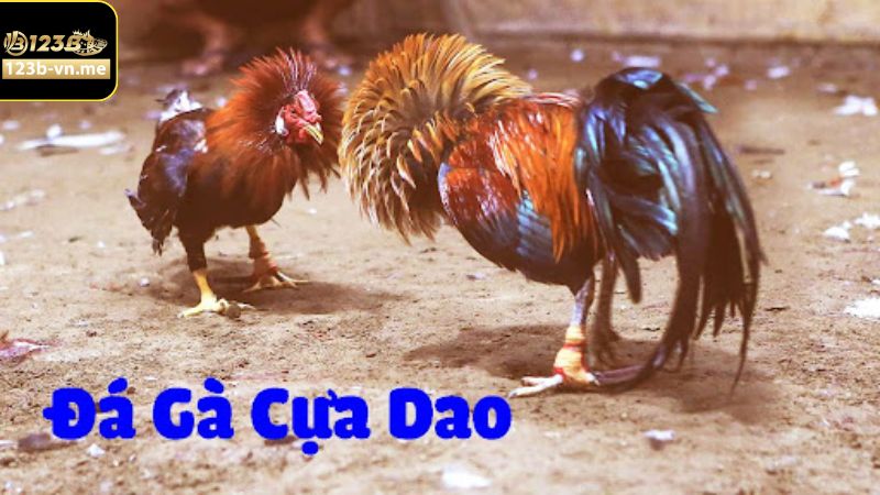 Đá Gà Cựa Dao Tại 123B - Hội Tụ Những Trận Đấu Kịch Tính Nhất 3 Tham khảo các kèo cược đá gà cựa dao phổ biến