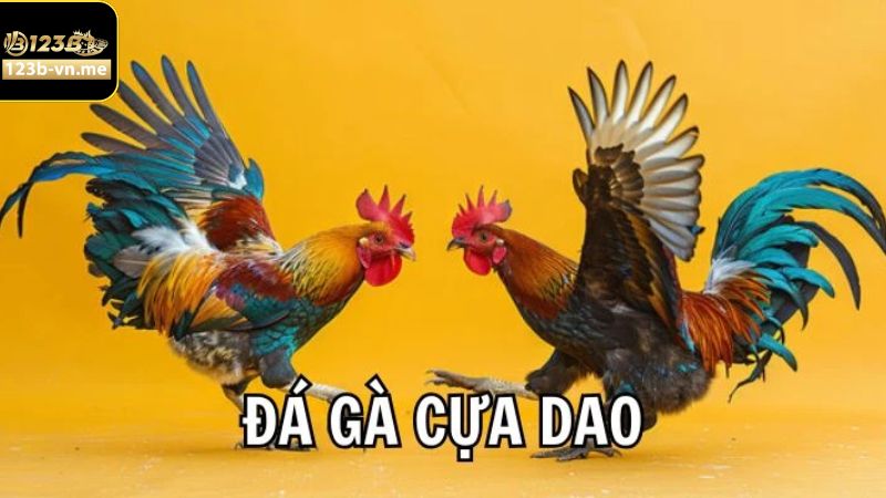 Đá Gà Cựa Dao Tại 123B - Hội Tụ Những Trận Đấu Kịch Tính Nhất 2 Thông tin về chọi gà cựa dao